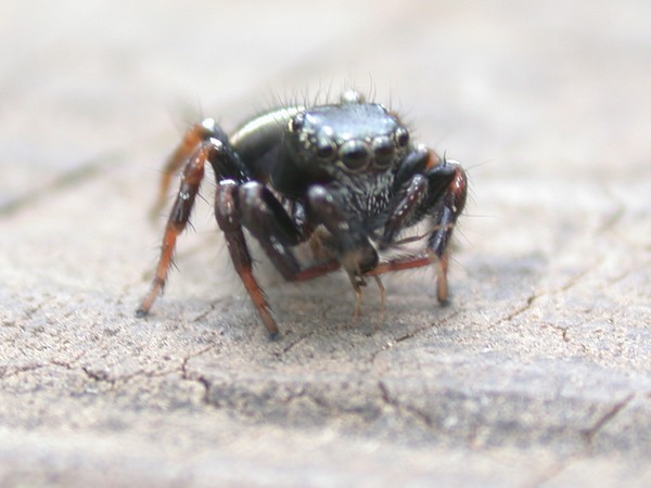 Jumping Spider